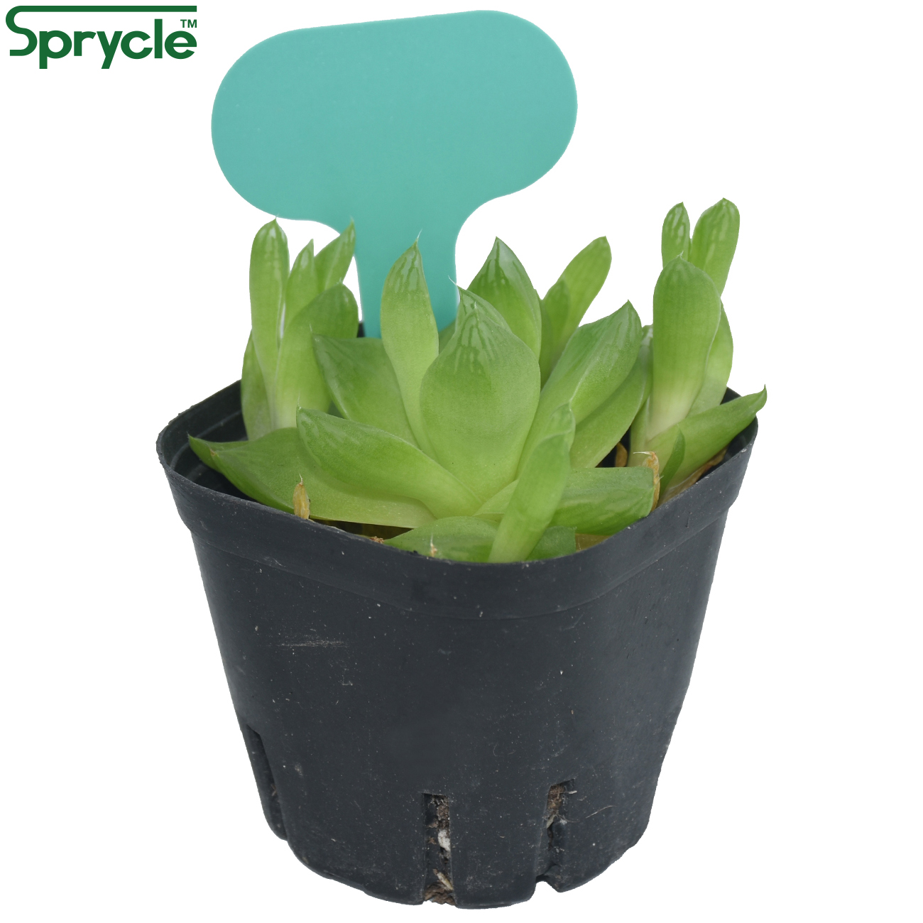 SPRINCLE-Marqueurs de Plantes  - Garden Journal Planner avis et prix